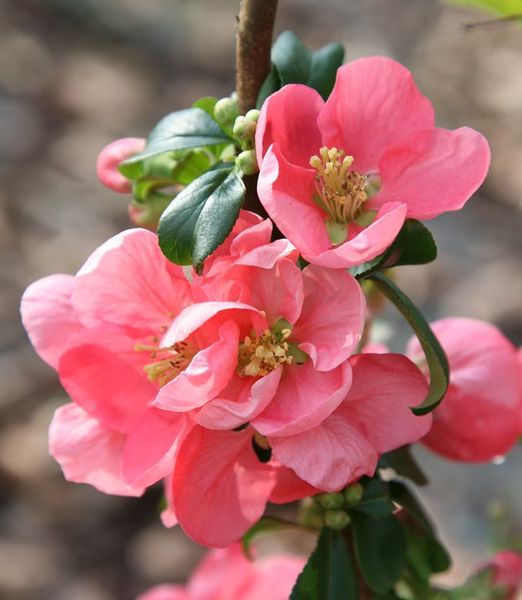 Chaenomeles x superba 'Pink Lady'